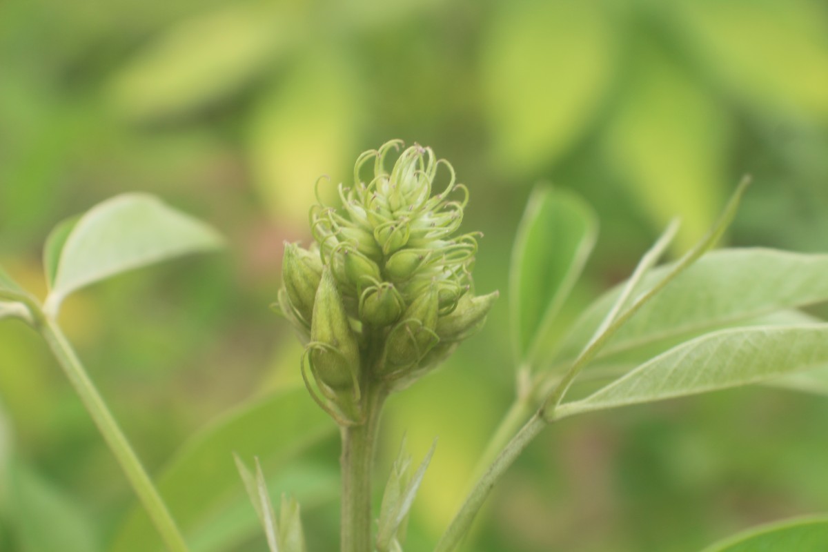 Crotalaria micans Link